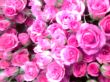 IMG0088A.jpg