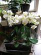Orchideenschale.JPG